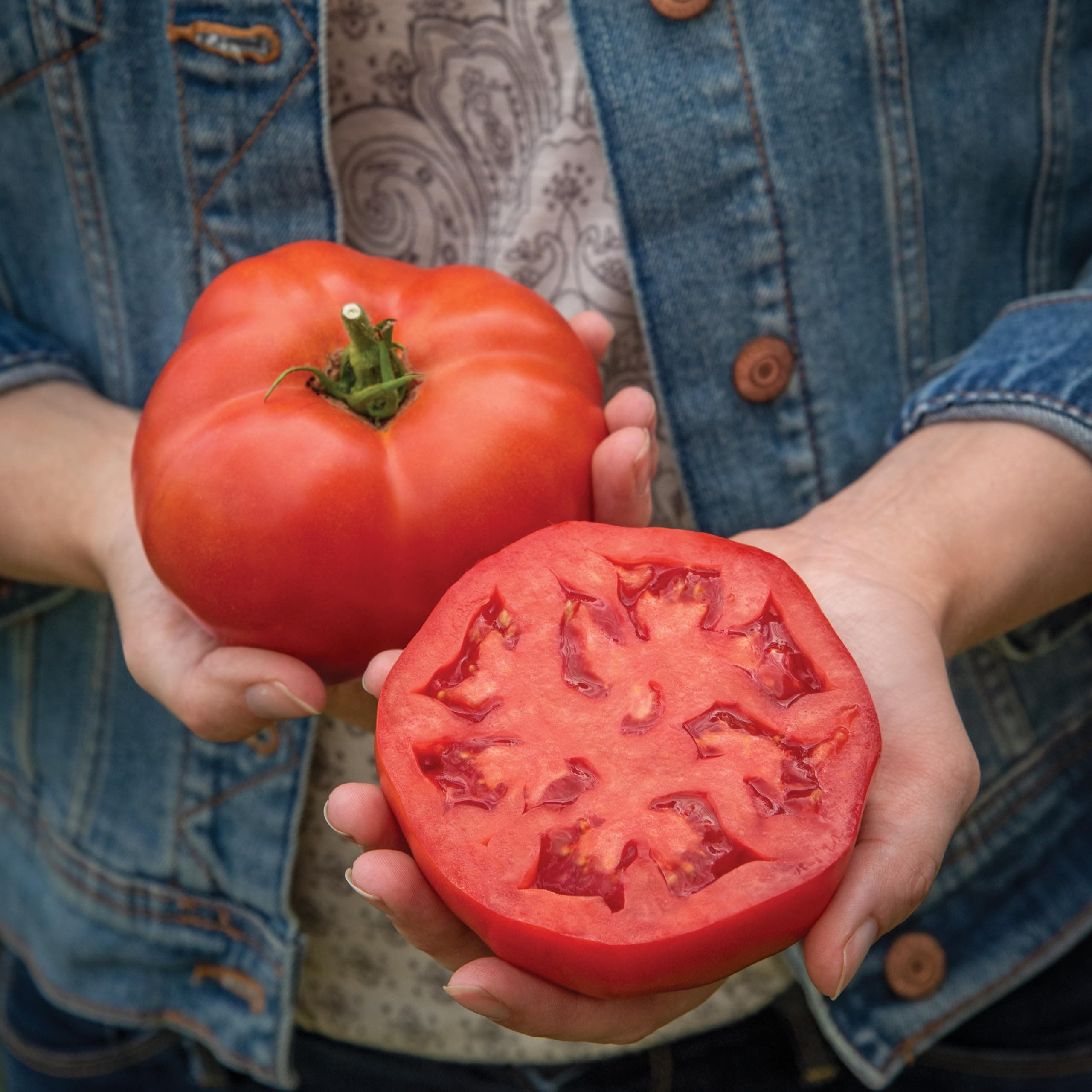 PREMIER SEEDS DIRECT - Tomato - Burlesque - 12 Seeds (Blight Resistant)