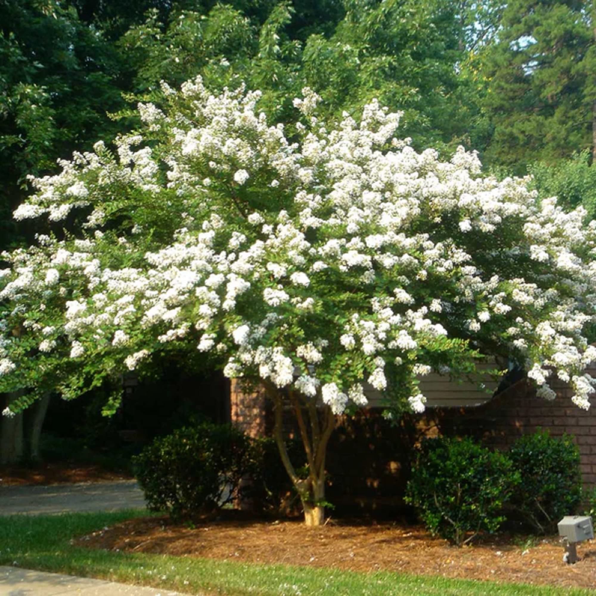 CHUXAY GARDEN 35 Seeds White Crape Myrtle Tree,Lagerstroemia,Crape Tree White Angel Hardy Flowers Privacy Screen Plant Great for Garden and Patio