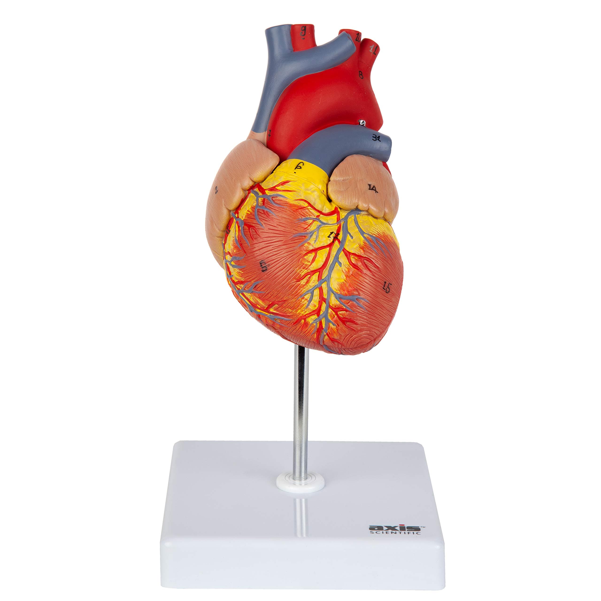 Heart Model, 2-Part Deluxe Life Size Human Heart Replica with 34 Anatomical Structures, Held Together with Magnets, Includes Mounted Display Base, Detailed Product Manual and Warranty