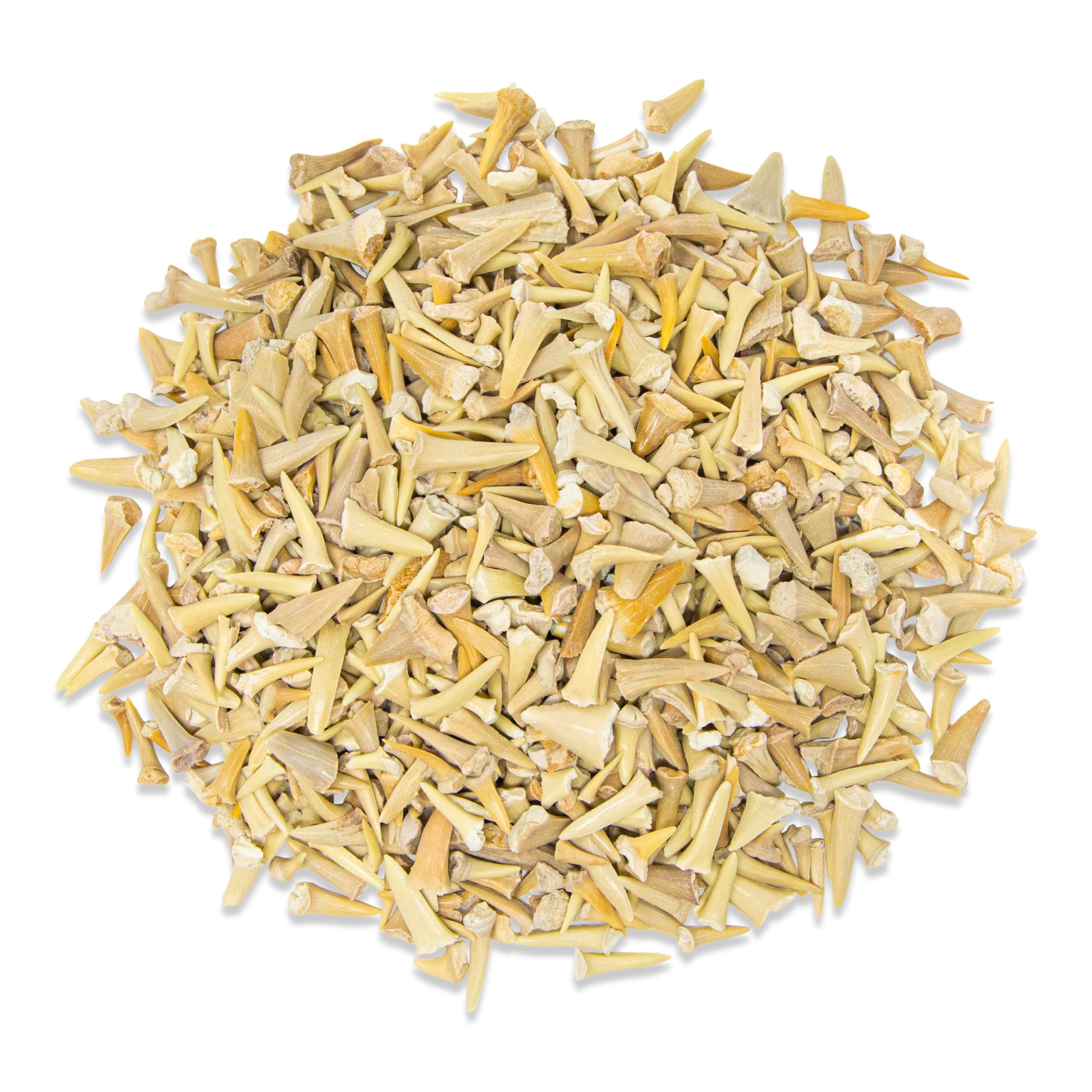 1/2 LB Shark Teeth Bulk Fossils Wholesale - Real Authentic Shark Tooth - High Grade Fossils