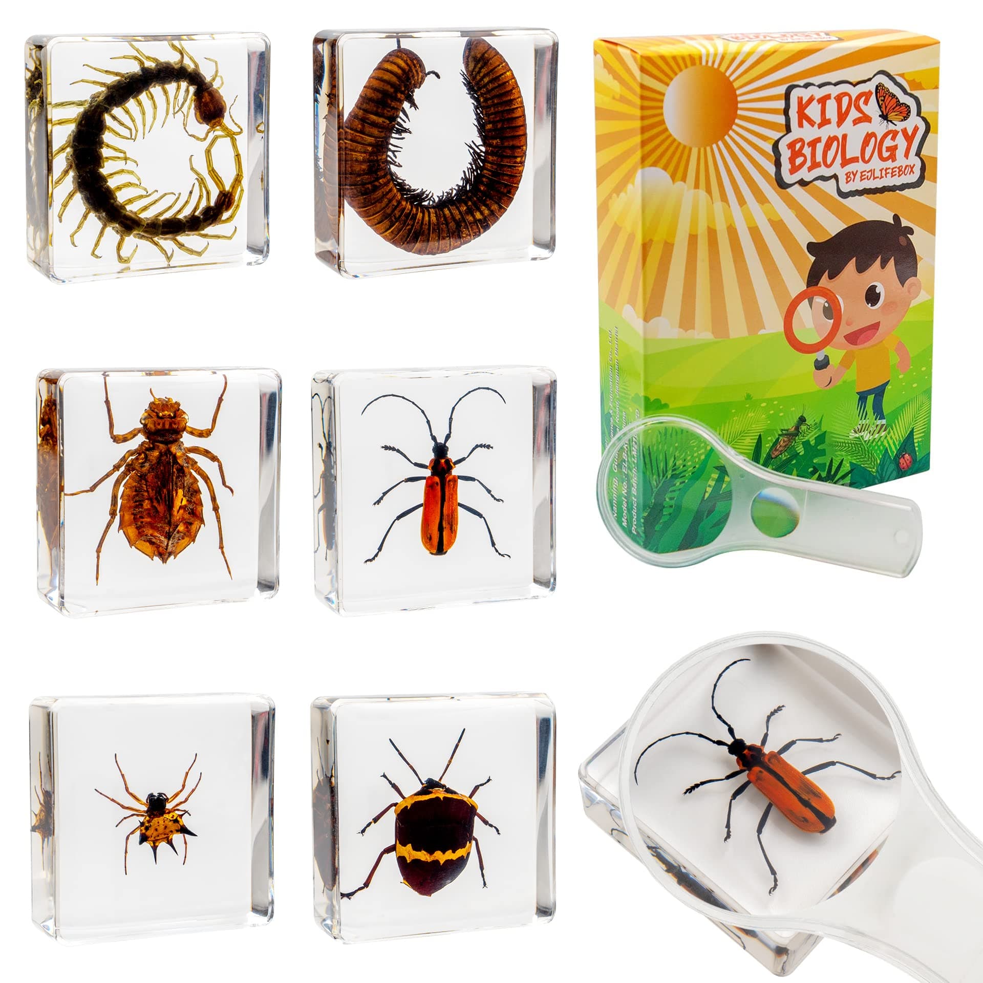 6 PCS Resin Insect Specimen Set, Millepede, Centipede, Dragonfly Larvae, Tea Seed Bug, Red Longhorn Beetle, Spiny Spider, Science Education Toy for Kids