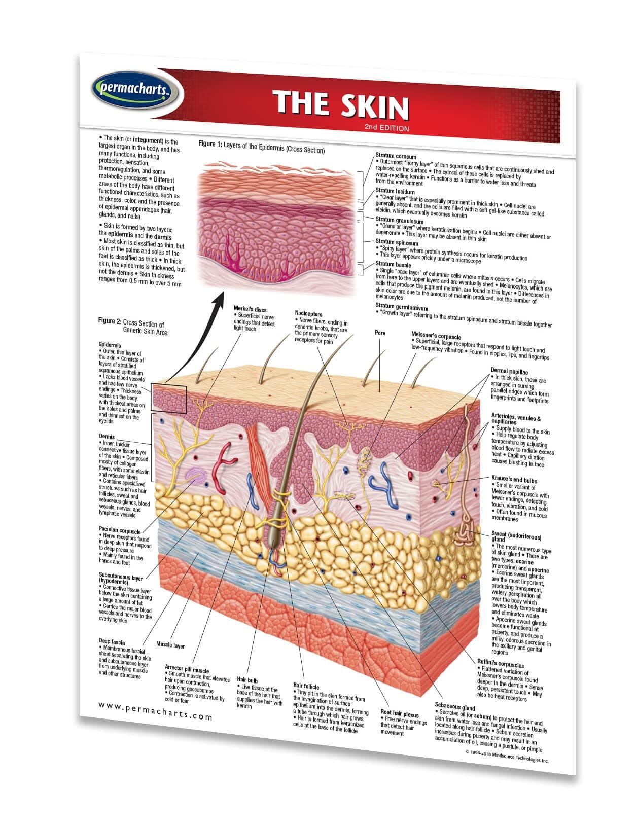 Permacharts The Skin - Human Skin Guide Medical Quick Reference Guide