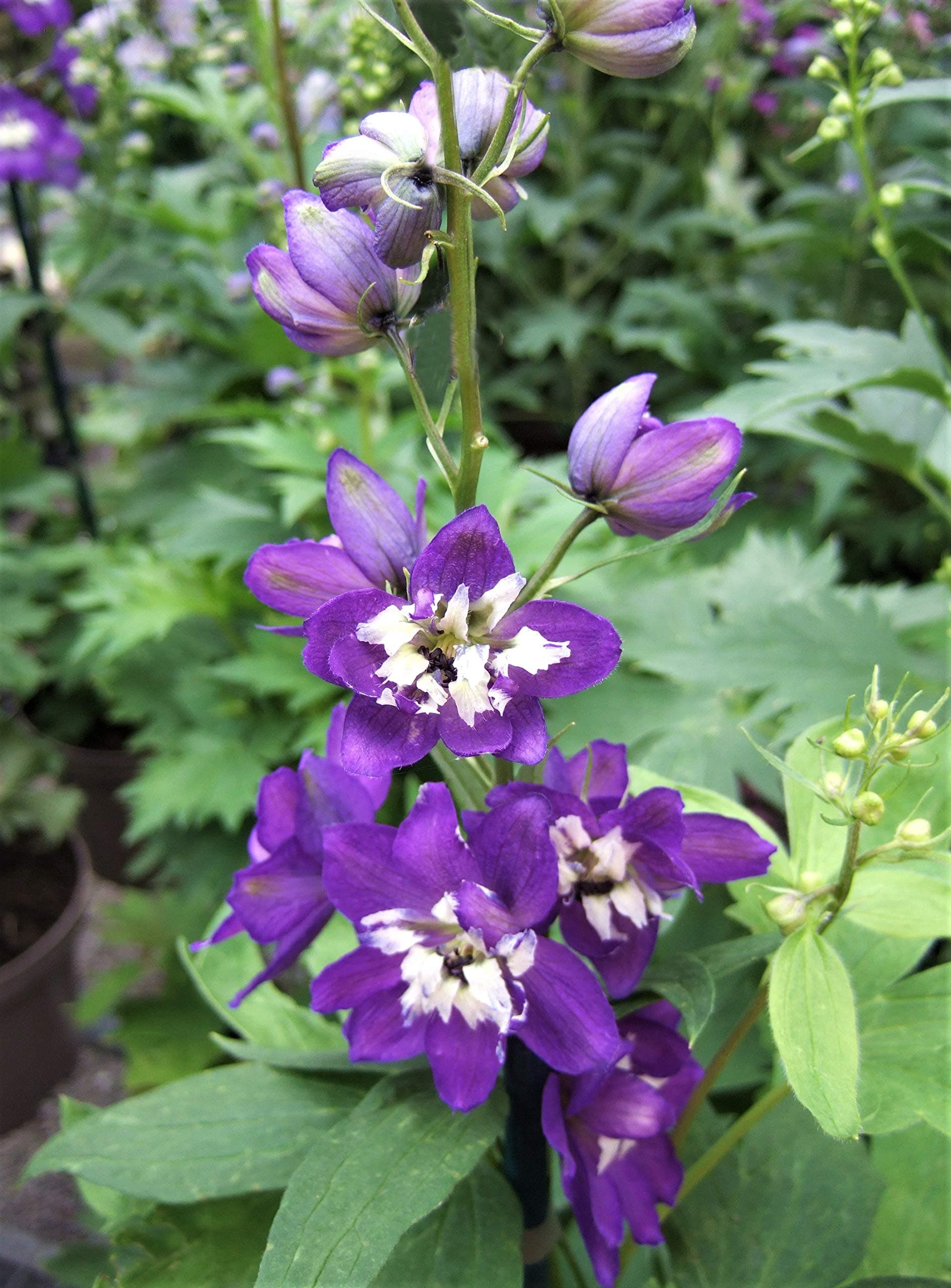 Delphinium 'Aurora Deep Purple' (Aurora Series)