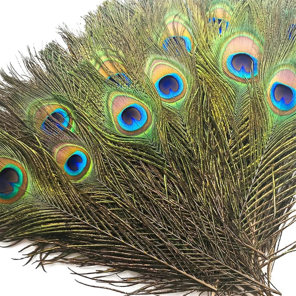 Piokio Peacock Feathers 200 FTR006-200