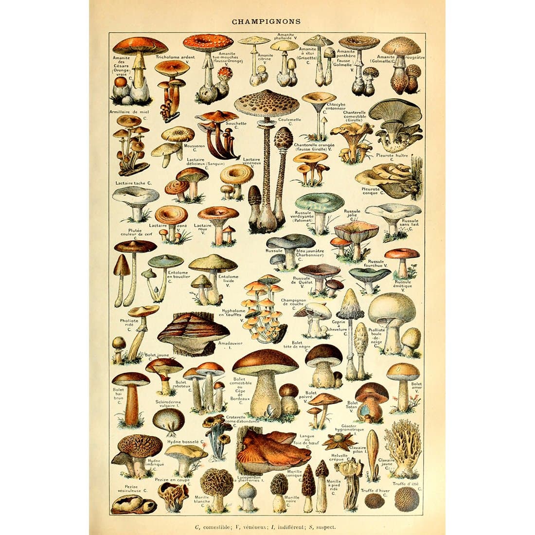 Meishe Art Vintage Poster Print Mushrooms Champignons Identification Reference Chart Diagram Illustration Botanical Educational Wall Decor (40cm x 60cm)