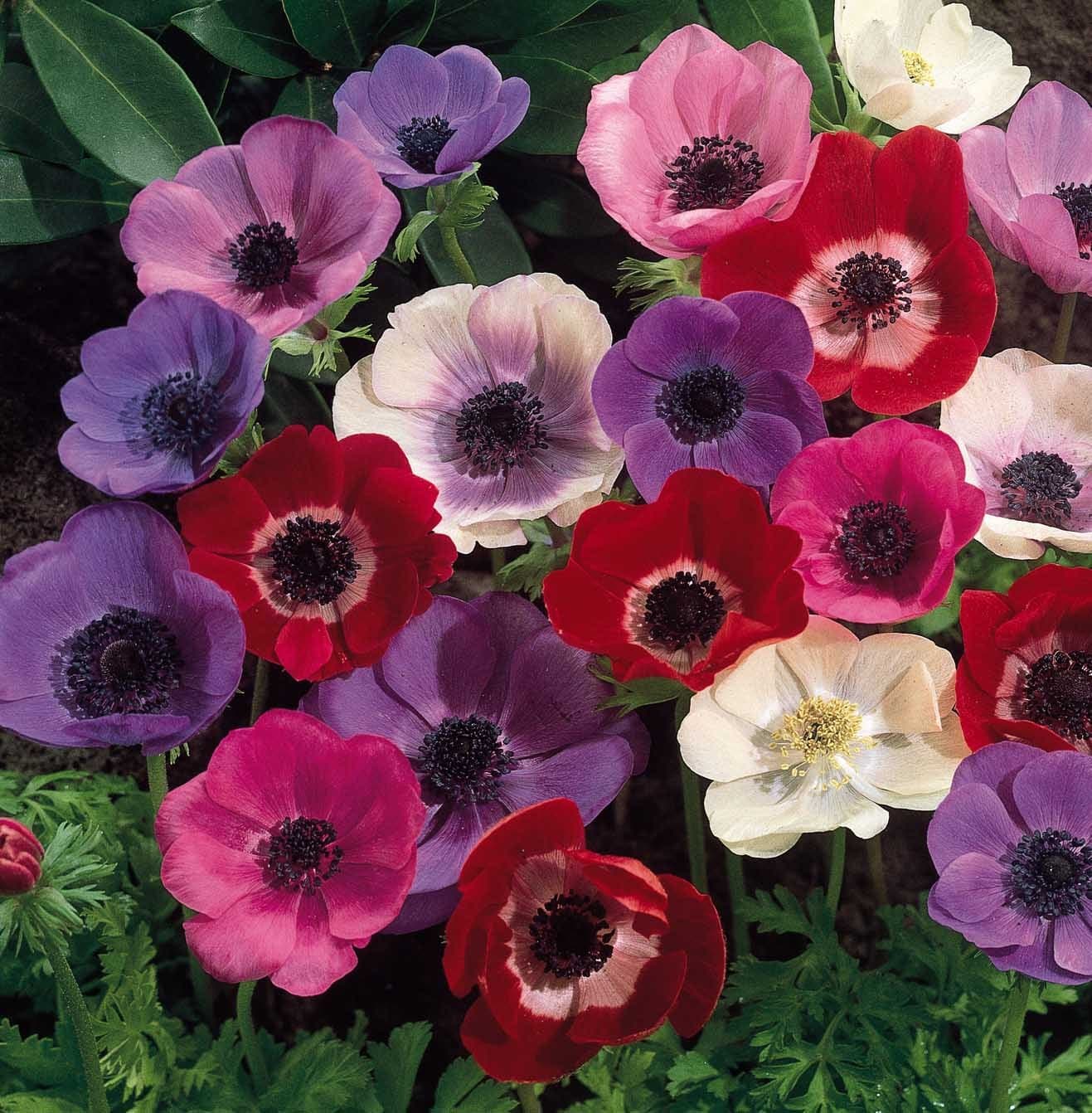 Bolly Bulbs® - Mixed Anemone De Caen (12 Bulbs)