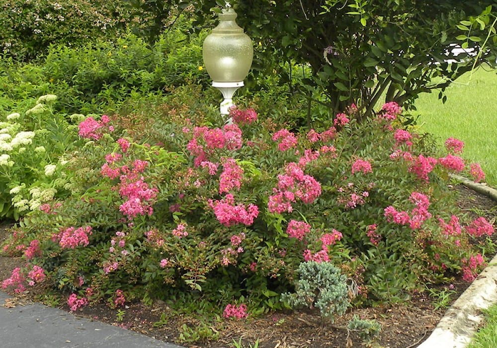 World's FAIR Miniature Crape Myrtle, 1 Plant, Tiny Fuchsia-Red Flowers, Original Variety Invented by The Crape Myrtle Company, Matures 2ft, Ships 6-12inches (Well Rooted in Pot with Soil)