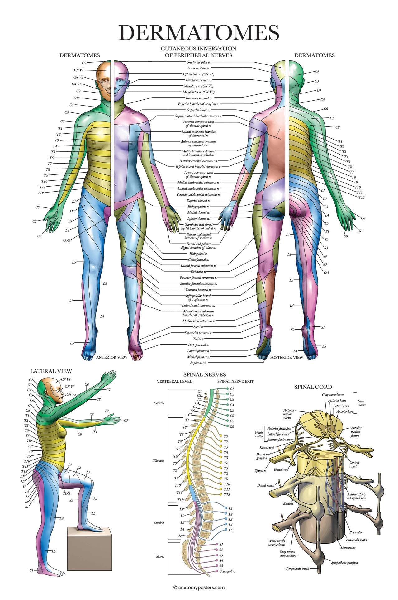 Palace Learning Dermatomes & Nervous System Anatomical Chart - Dermatomes Anatomy Poster