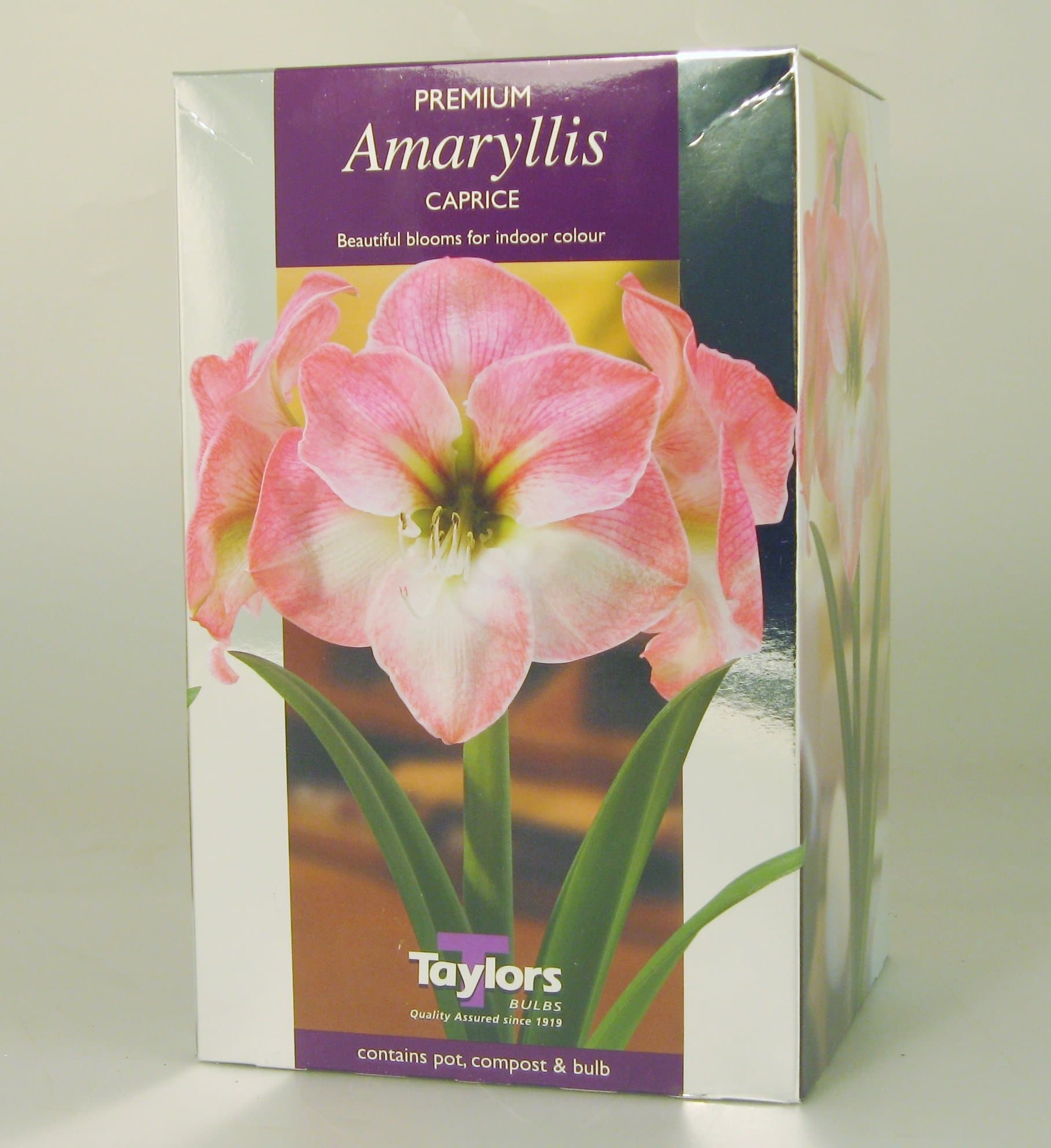 Taylors Bulbs Amaryllis Caprice 26-28 cm