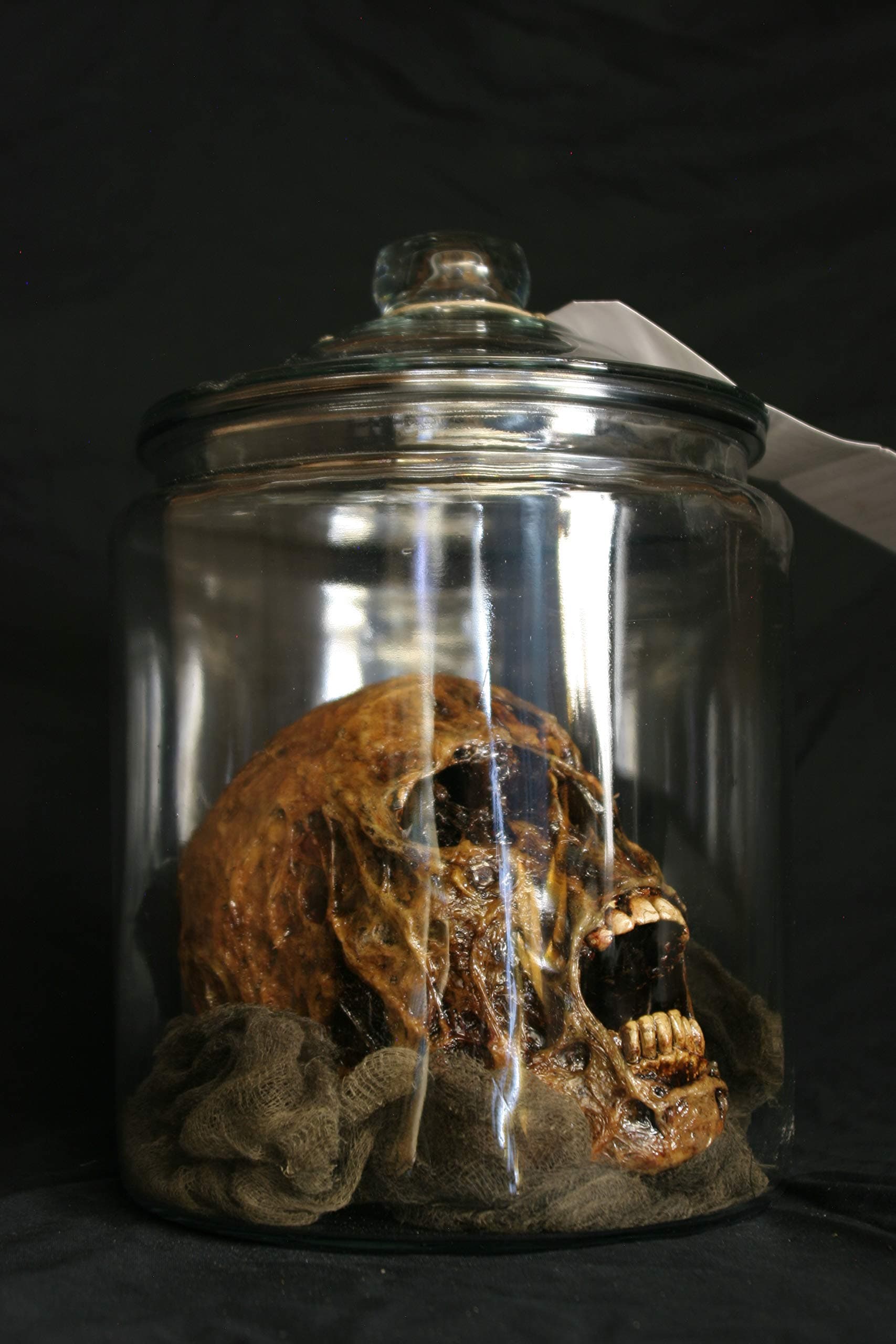 BACK FROM THE GRAVE Rotted Corpsed Human Skull in an Apothecary Jar - Haunted Halloween Horror Prop