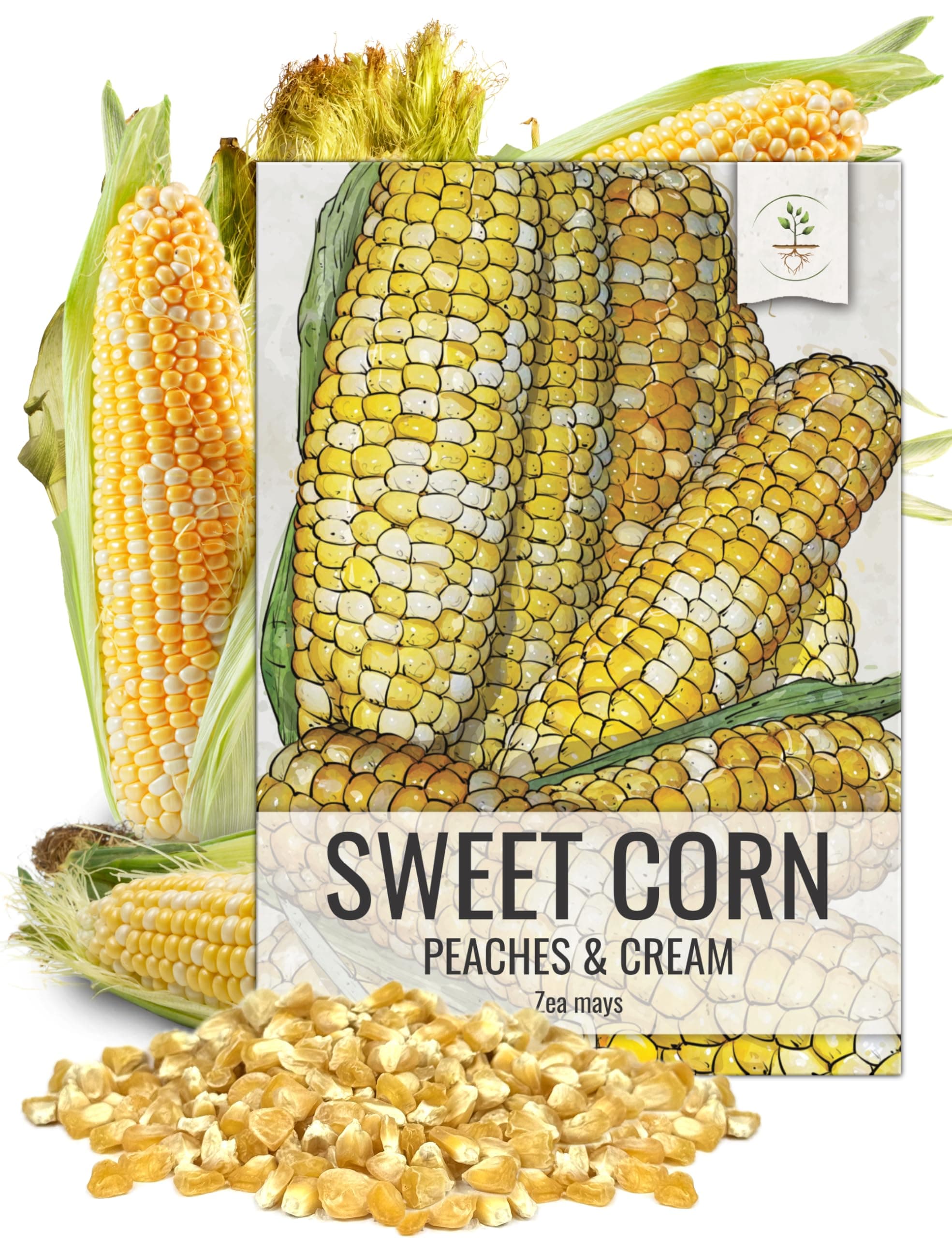 Seed Needs Peaches and Cream Sweet Corn Seeds | 230+ Seeds Non GMO Hybrid Untreated Bicolor Sweet Corn | White and Yellow Mixed Kernals Garden Summertime Favorite | 1.5 Ounce Bulk Package
