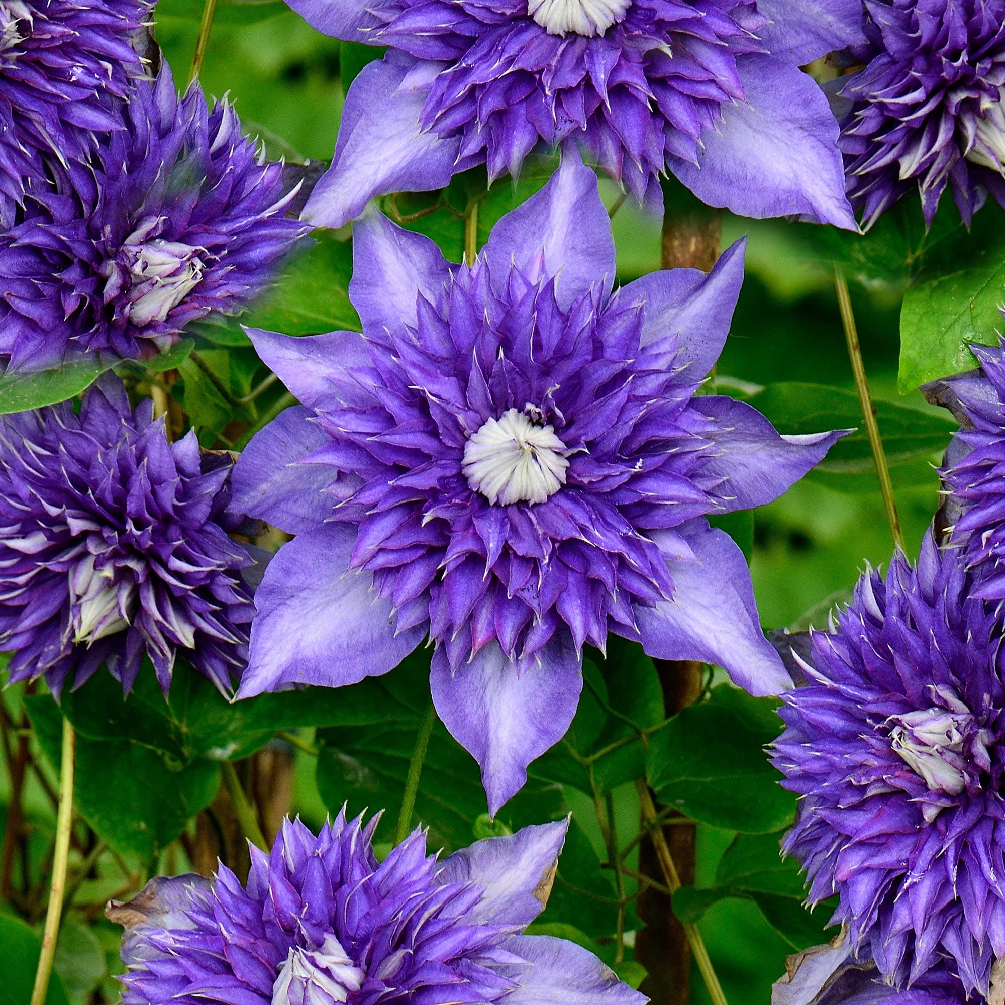 Clematis Multiblue Compact Deciduous Blue Flowering Climbing Vine Shrub (9cm Pot, 20-30cm)