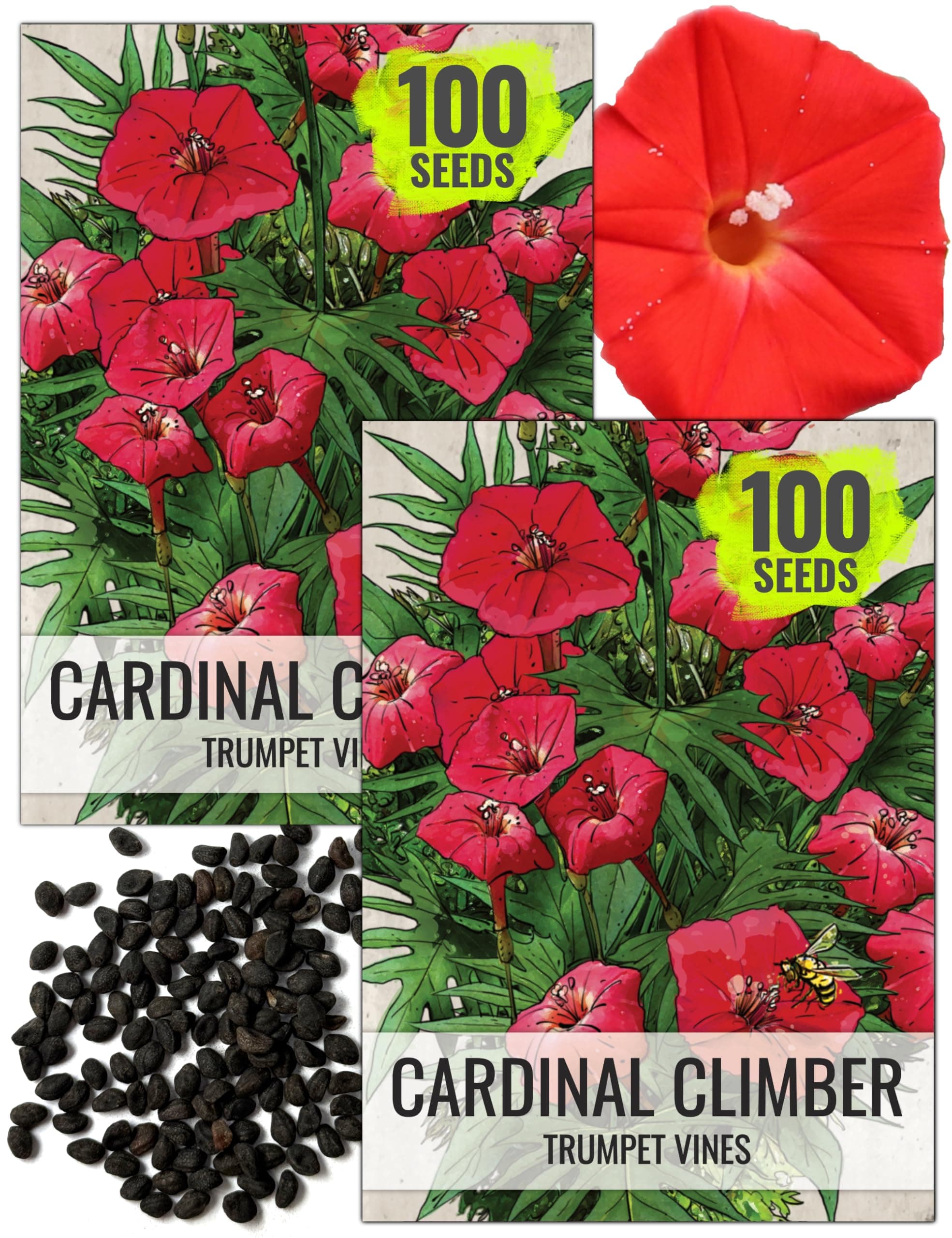 Cardinal Climber Seeds - 100 Heirloom Seeds for Planting Ipomea Quamoclit - Open Pollinated & Untreated, Attracts Pollinators (2 Packs)