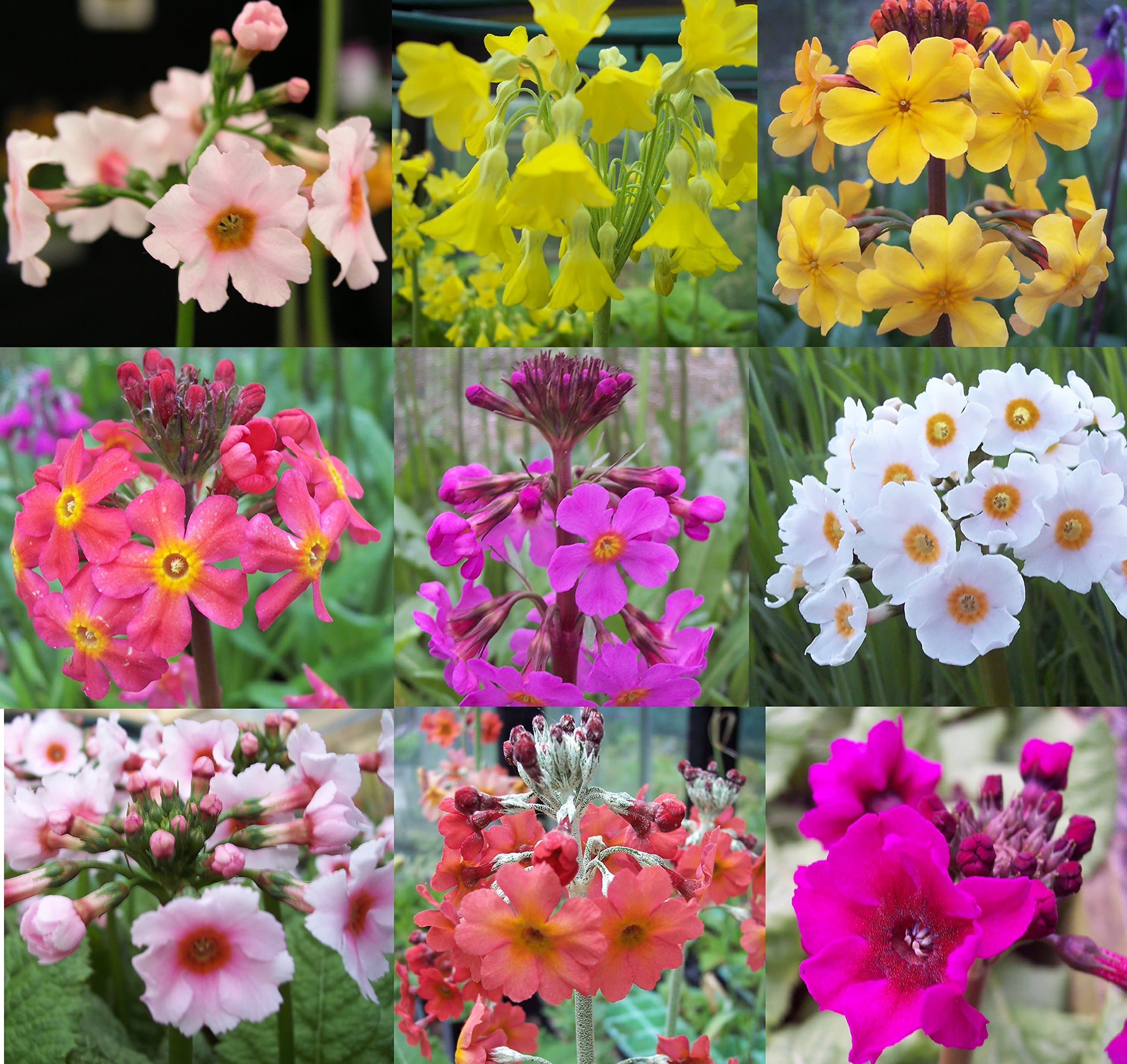 Primula 9-Plant bog Garden Collection