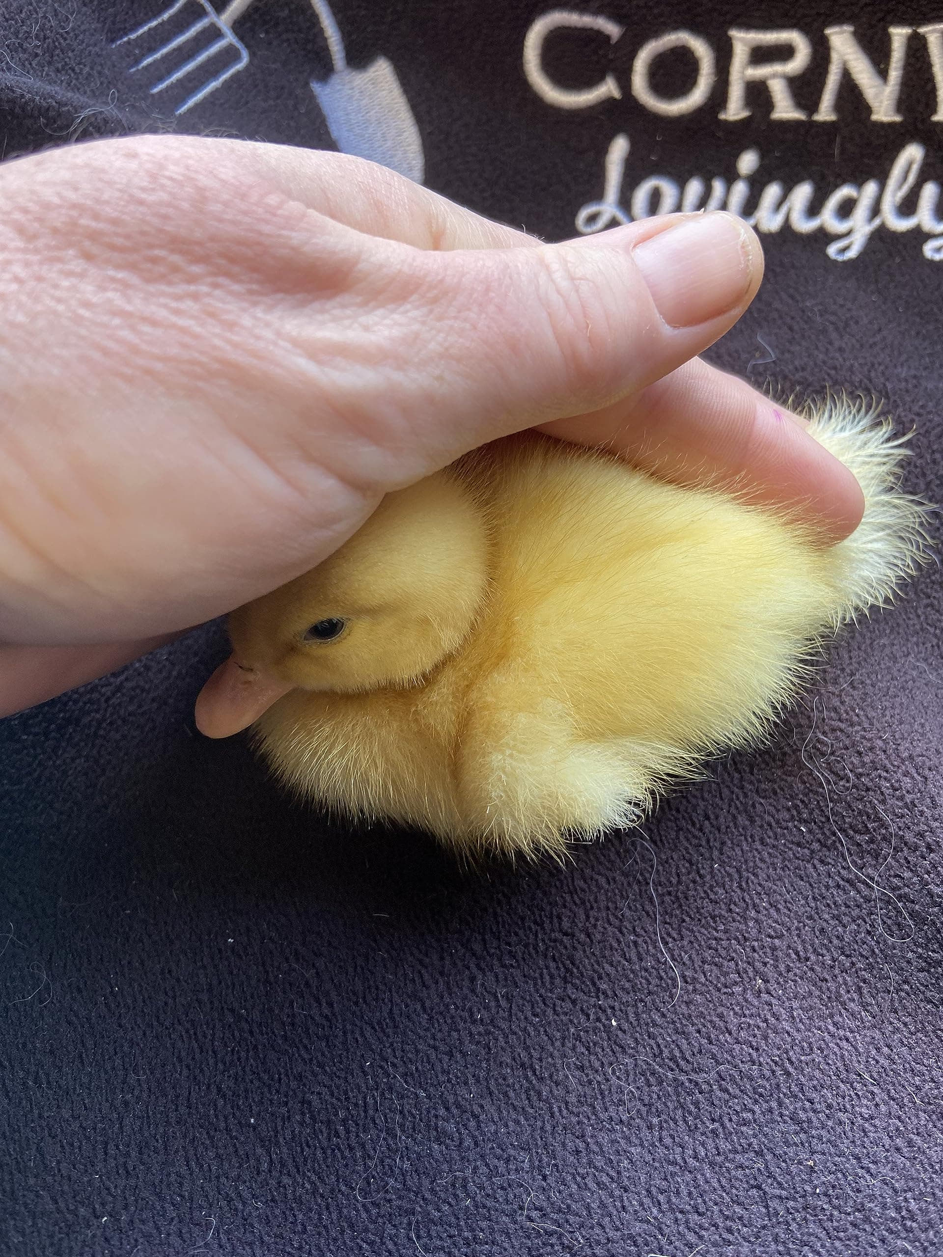 6 Fertile DUCK hatching eggs - large breed