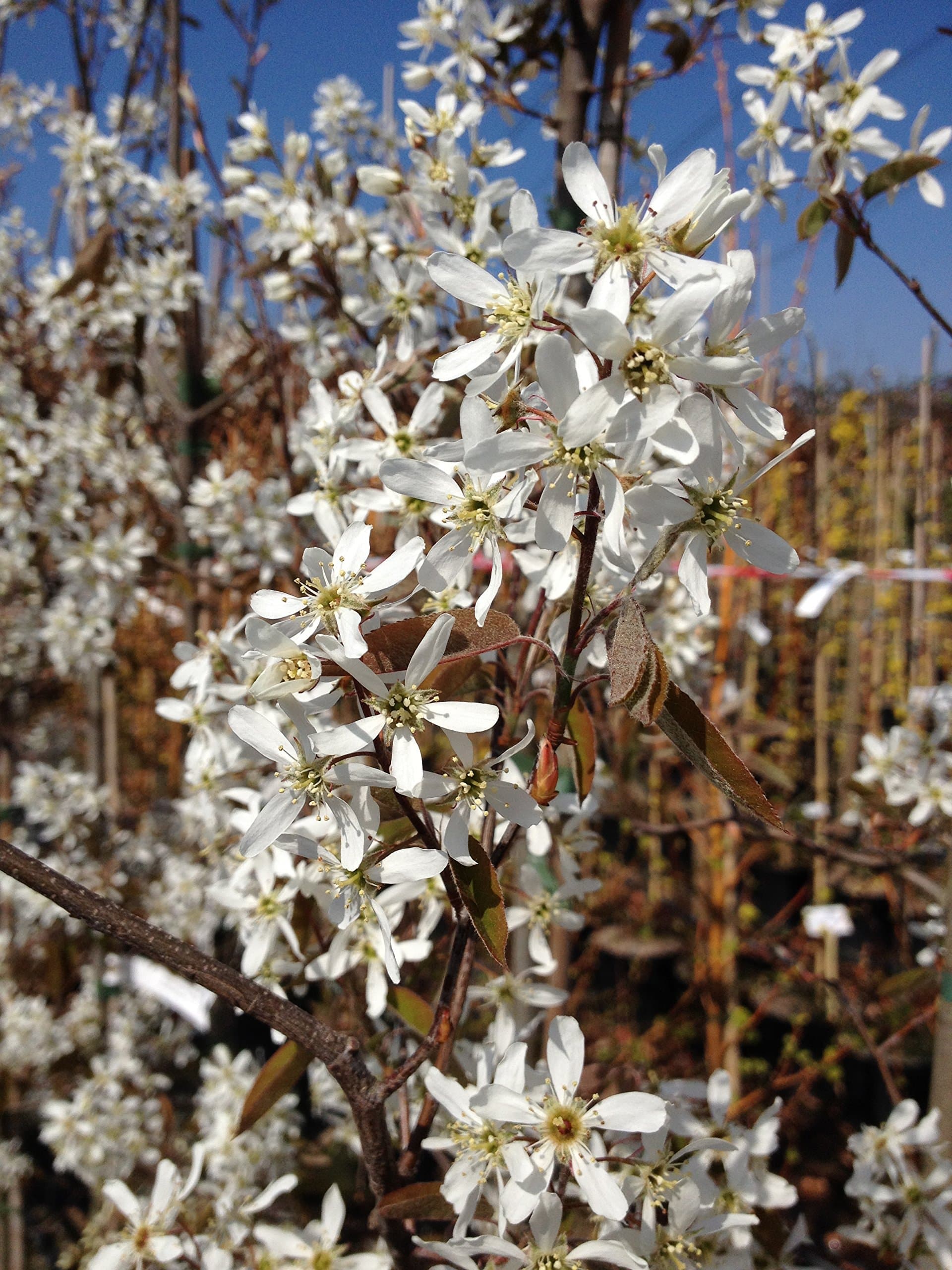 Amelanchier lamarckii 3 Litre Plant