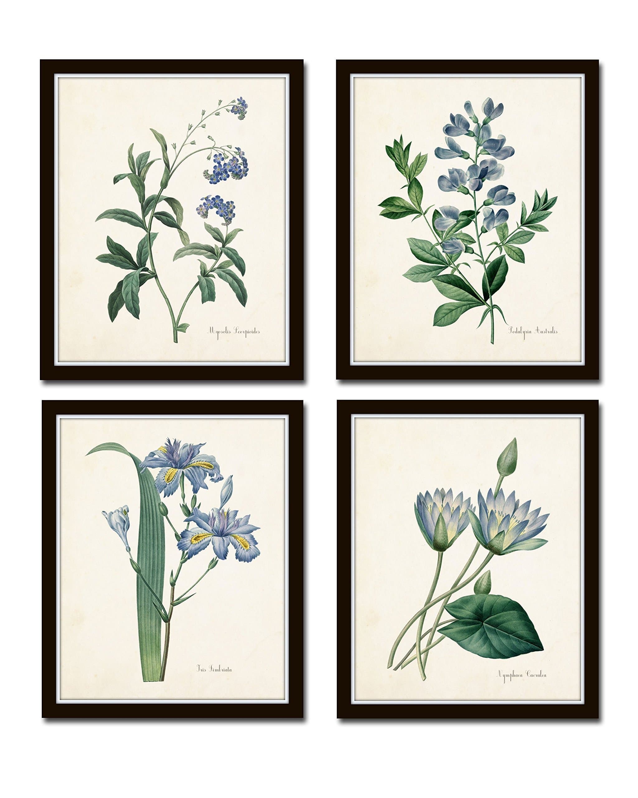 Botanical Print Set No. 20, Botanical Prints, Wall Art Prints, Vintage Wall Art, Vintage Wall Decor, Vintage Art Prints, 8x10 Prints, Botanical Wall Decor, Vintage Botanical Prints - Unframed