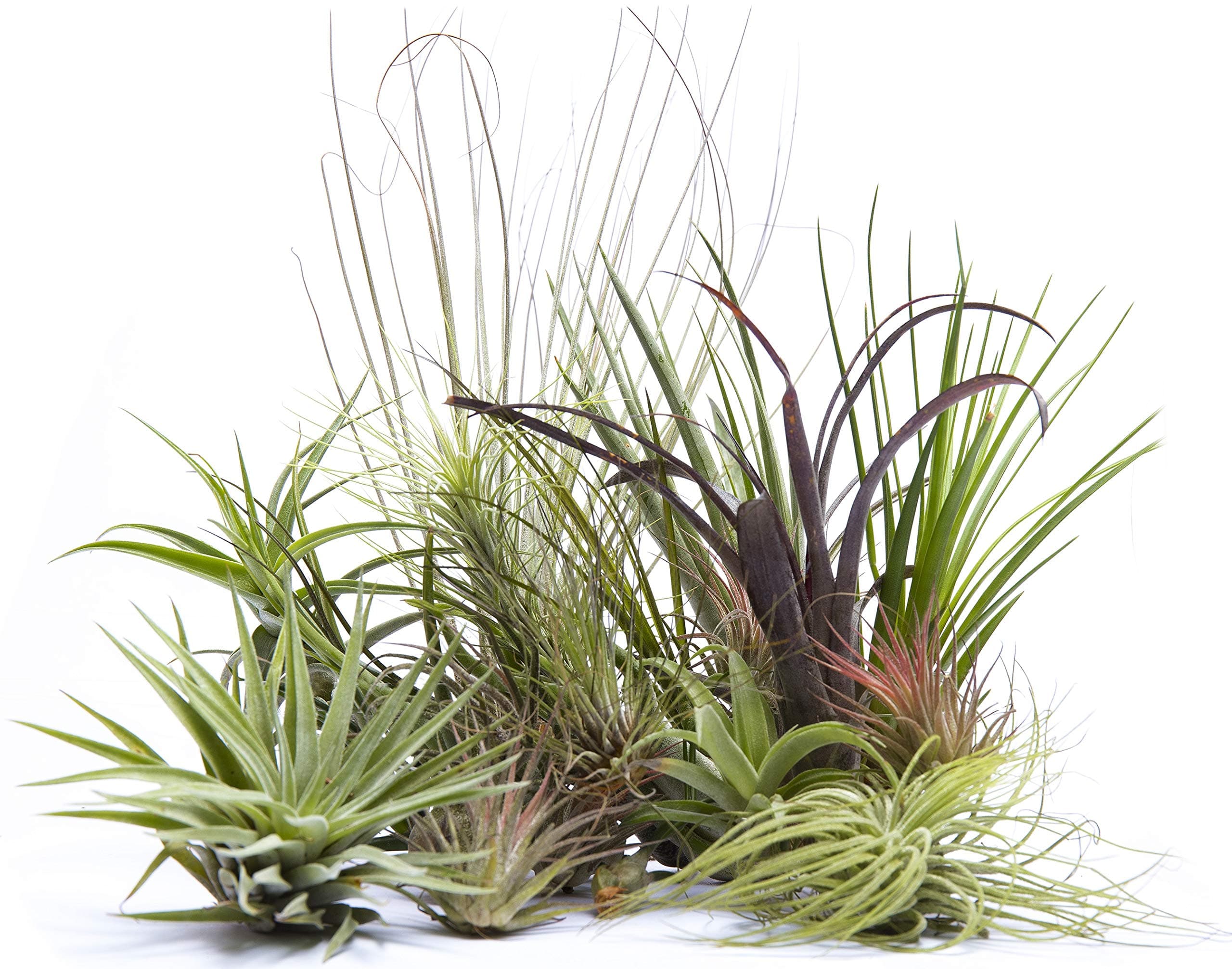 4 Different Tillandsias Air Plants