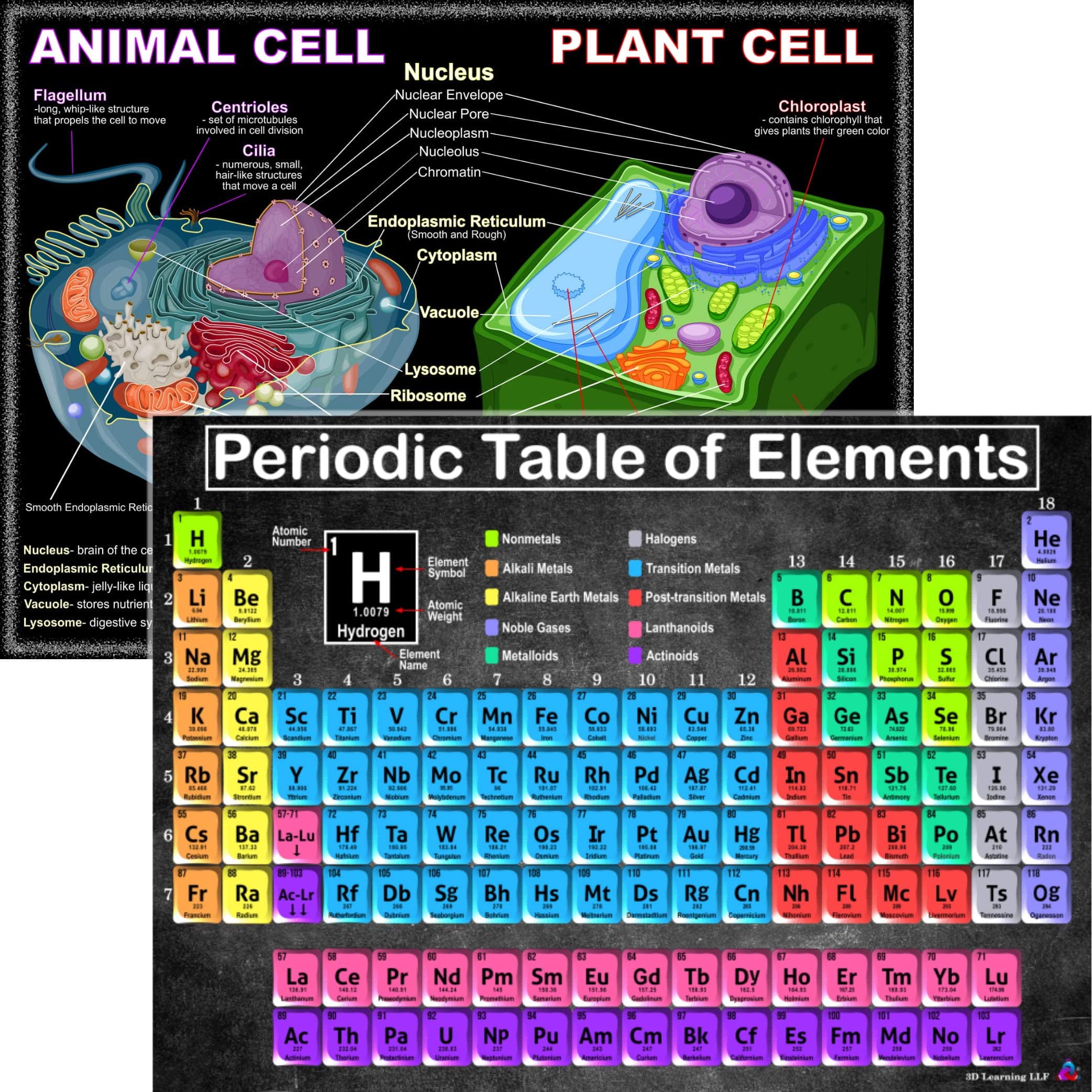 Periodic Table & Cells Science Charts - Laminated 14x19.5 - Educational Classroom Decorations, Back to School Supplies, Learning Posters for Biology & Chemistry Classes, STEM & STEAM Posters