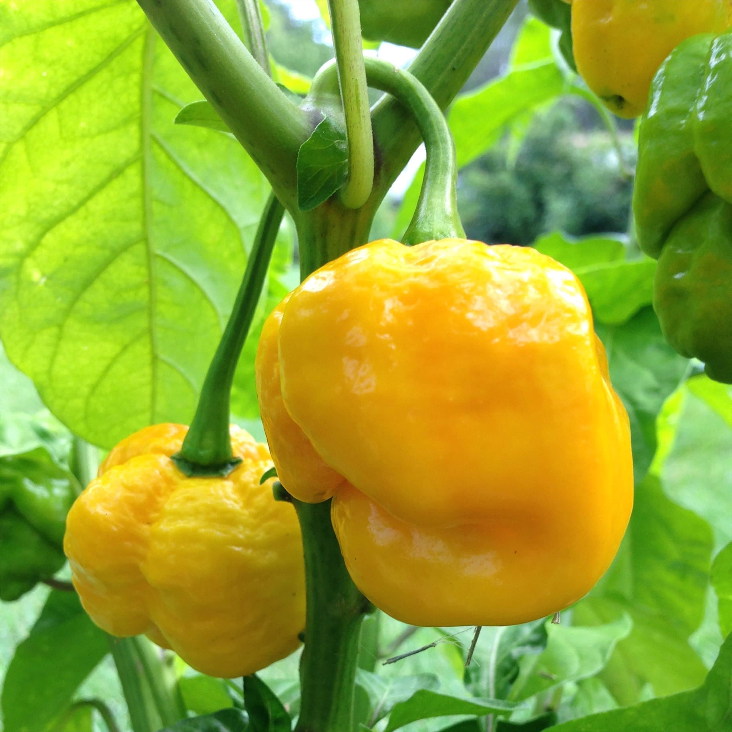 Wayland Chiles 7 Pot Jonah Yellow Chile Seeds