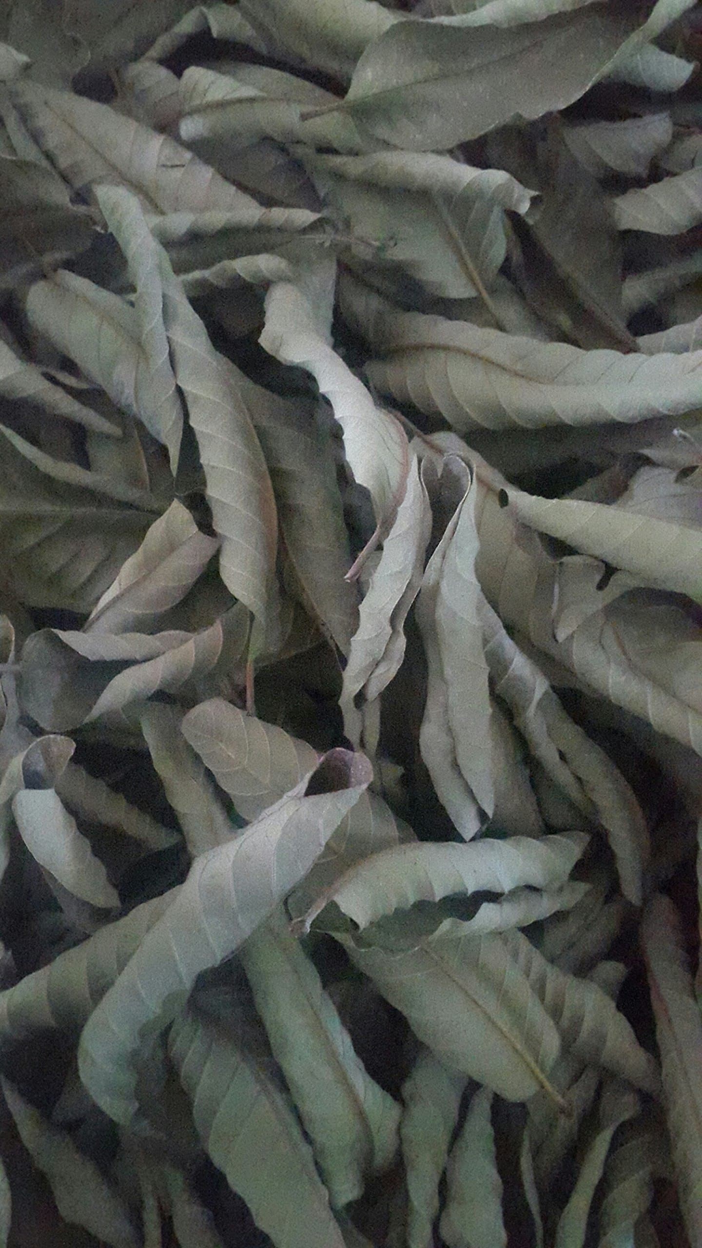 FINFAST Guava Leaves (Psidium Guajava) (200 Grams)