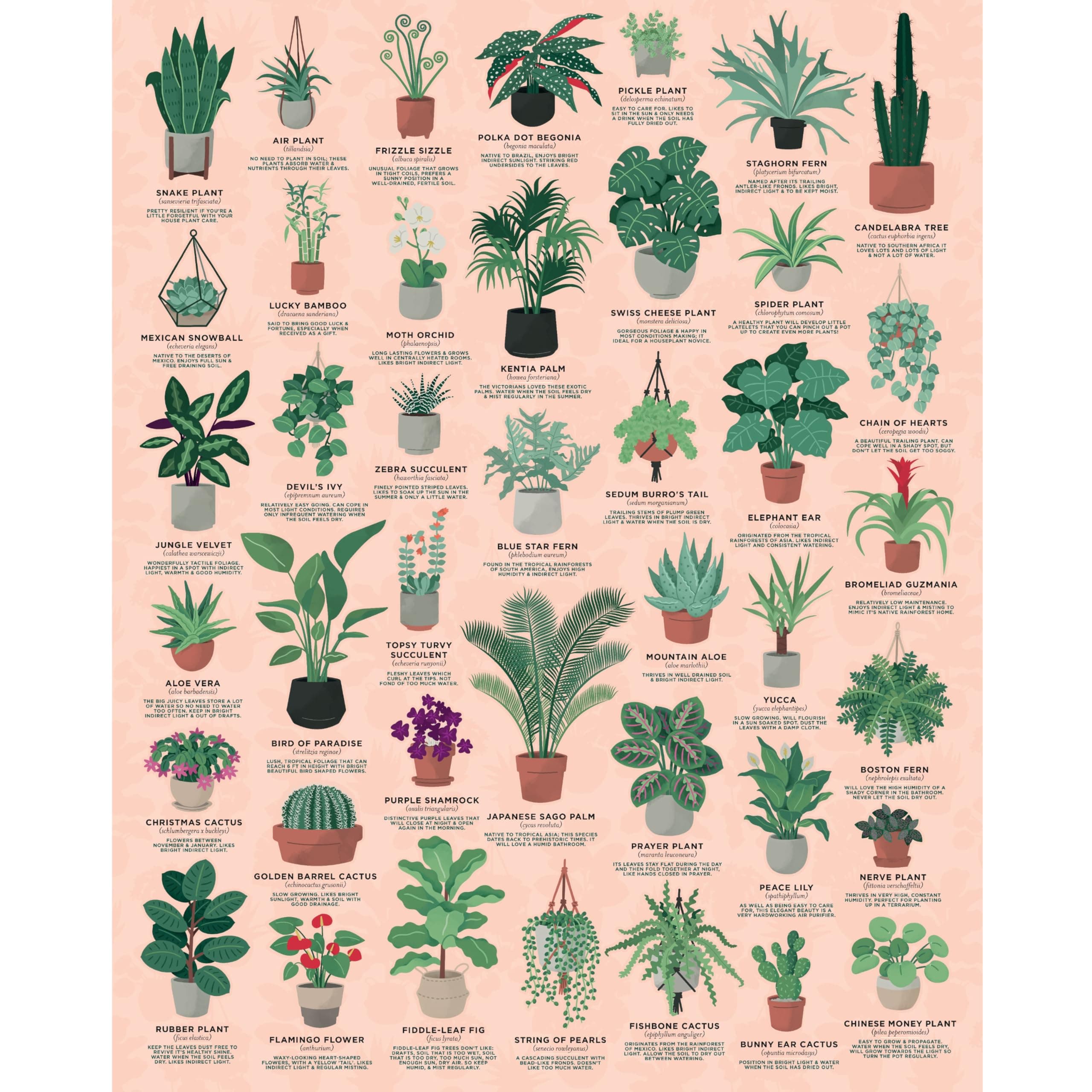 Ridley's House Plants 1000 Piece Jigsaw Puzzle