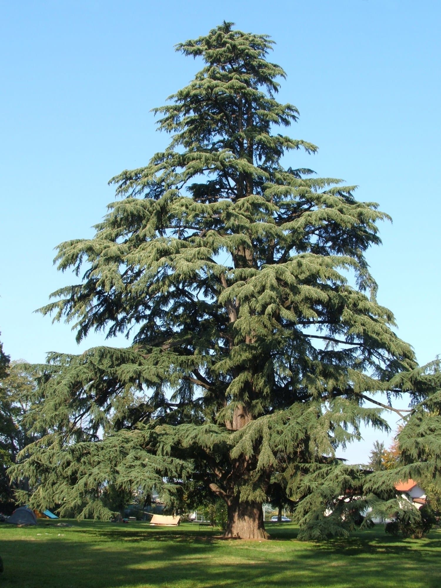 Cedrus Deodara - Diyar Tree - Himalyan Cedar - 50 Seeds
