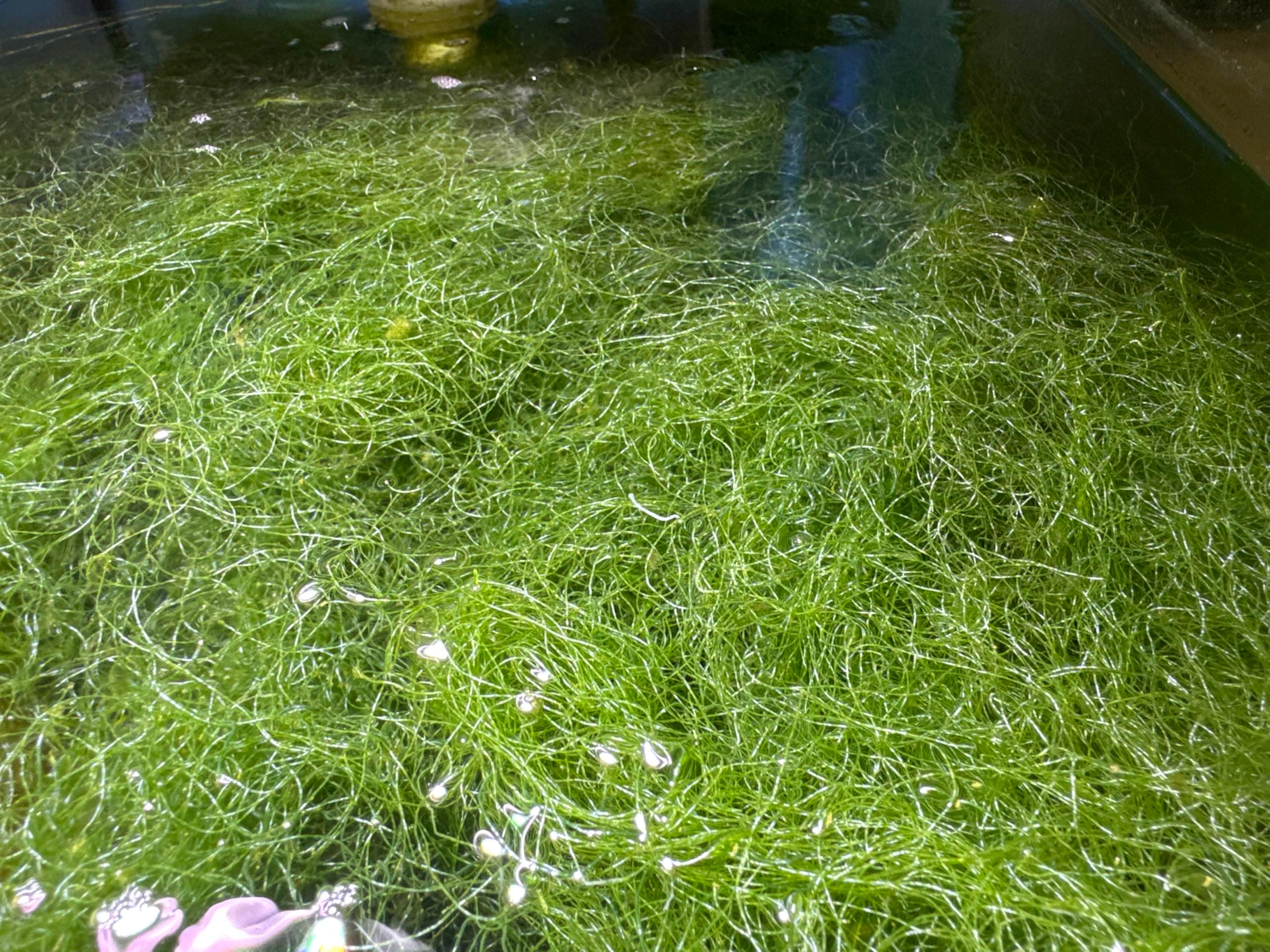 Live Chaeto Chaetomorpha Macro Algae Reef Refugium Saltwater Plant Marine