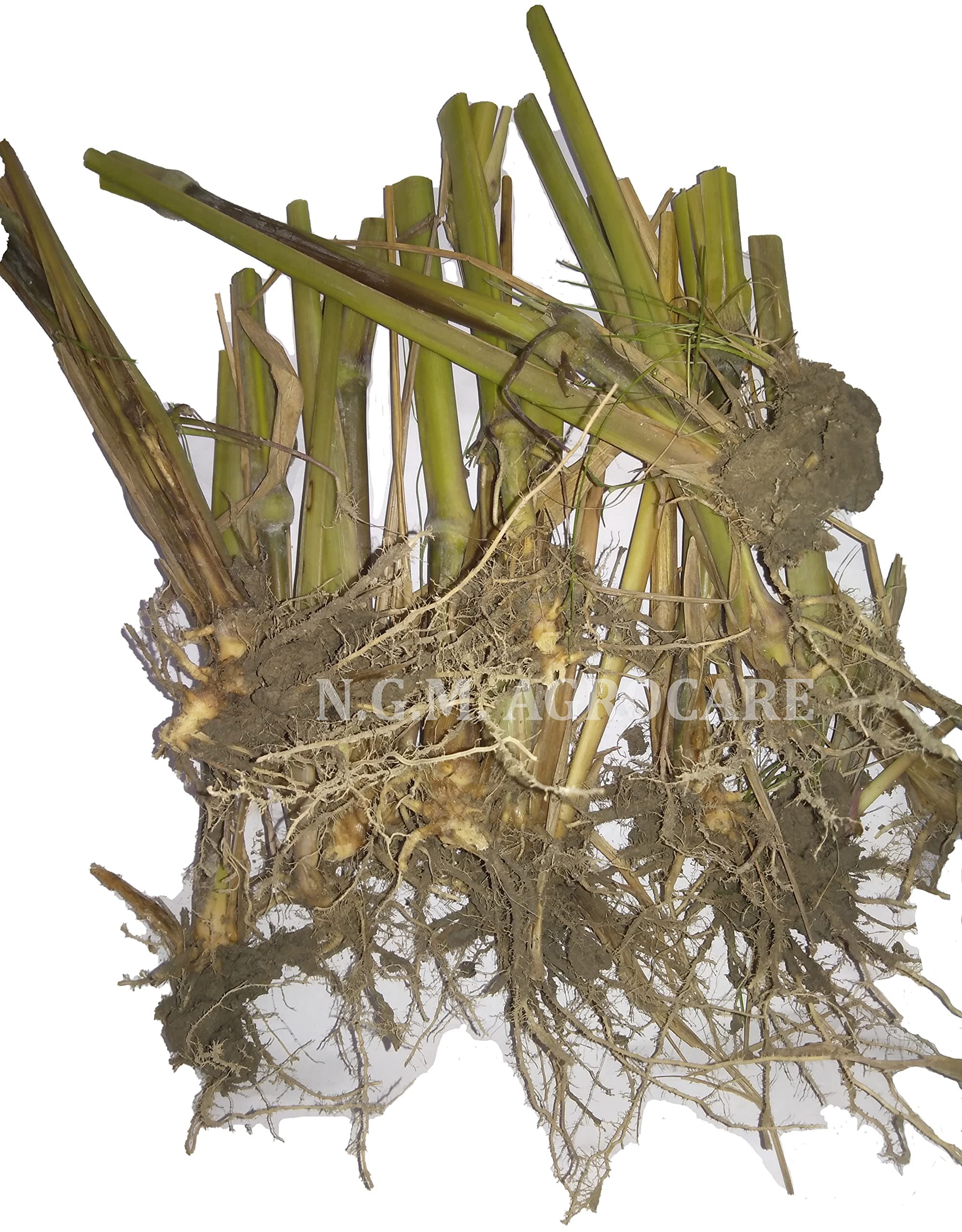 N.G.M. AGROCARE- Guinea Grass Live Root Slips for cultivation, for pasture, silage & hay, fodder for Animal Husbandry like Cow, Buffalo, Goat, Sheep, Poultry, Rabbit (Fresh 300 Nos Root Slips)