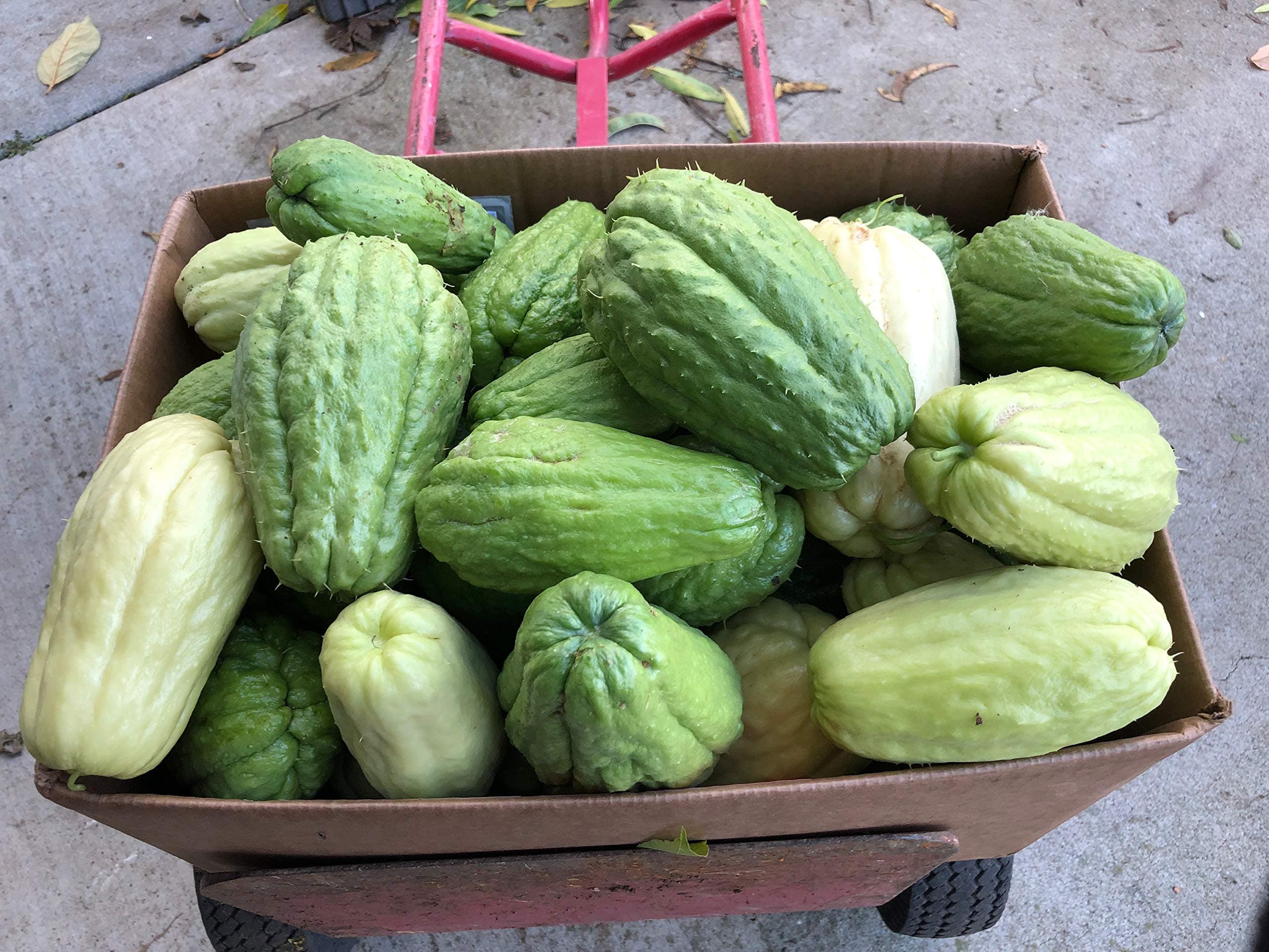 1 Starter Perennial Chayote Squash Seed/Plant (Soft Prickly or Smooth Skin) - Sprouted or Fresh Off The Vine