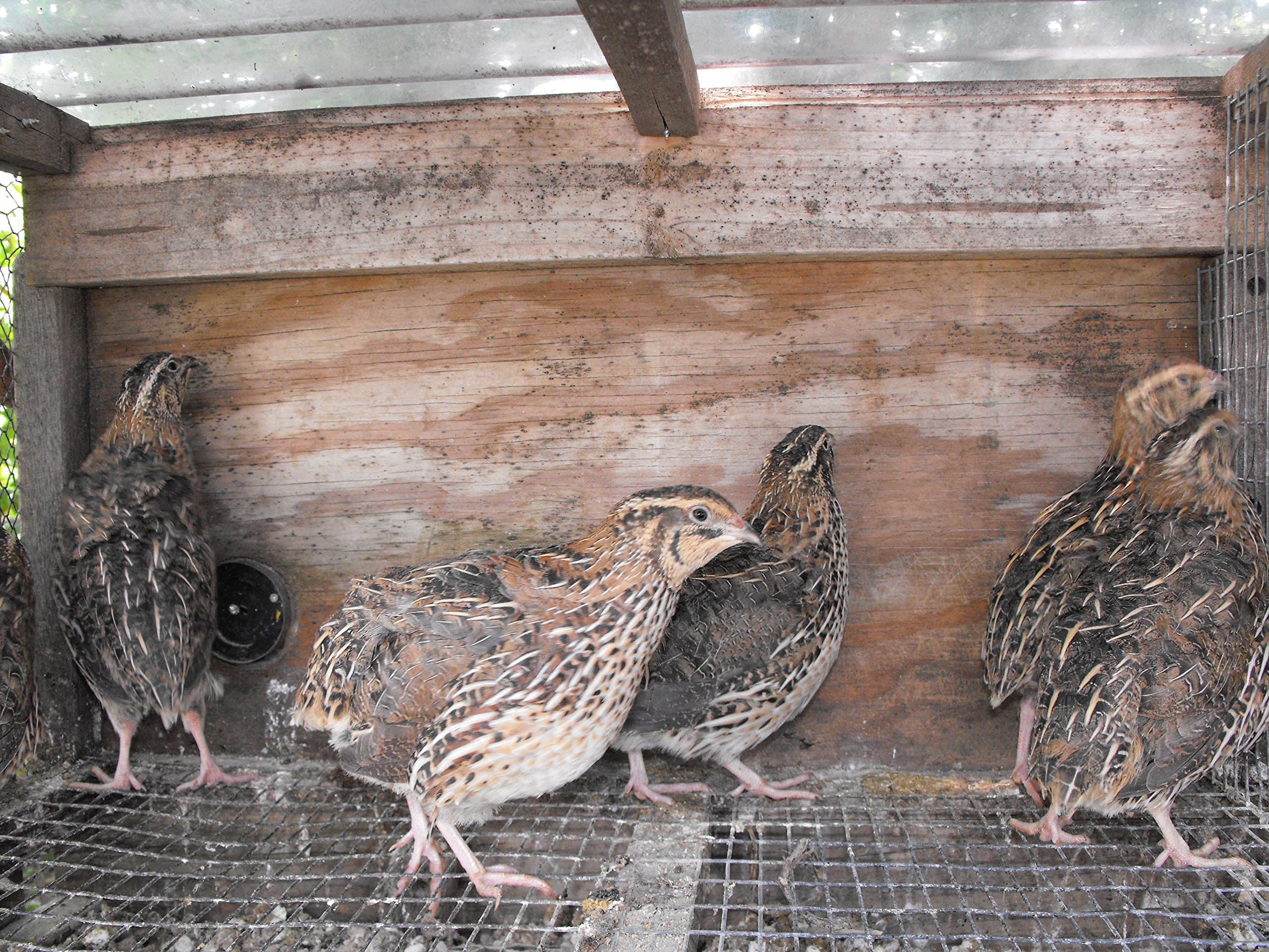 10 Jumbo Meat Maker Quail Pharoah Brown Wild Type Hatching Eggs Fertile Incubator Egg LFF