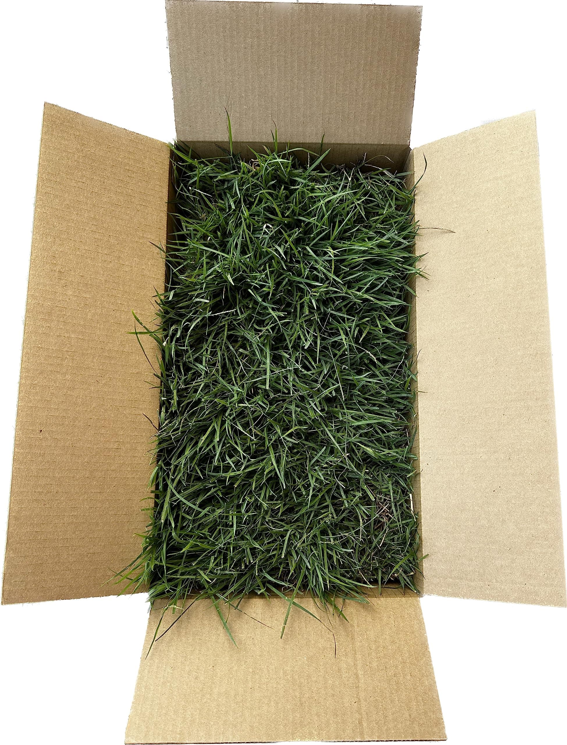 Zoysia Super Plug, (Can be Cut into Over 200 1" Plugs), with, Shade Grass, Superior to, Zoysia Grass Seed, Grass Seed, Zyoza sod, Bermuda, Bermuda Grass, Guarantee to Grow! Ships Today