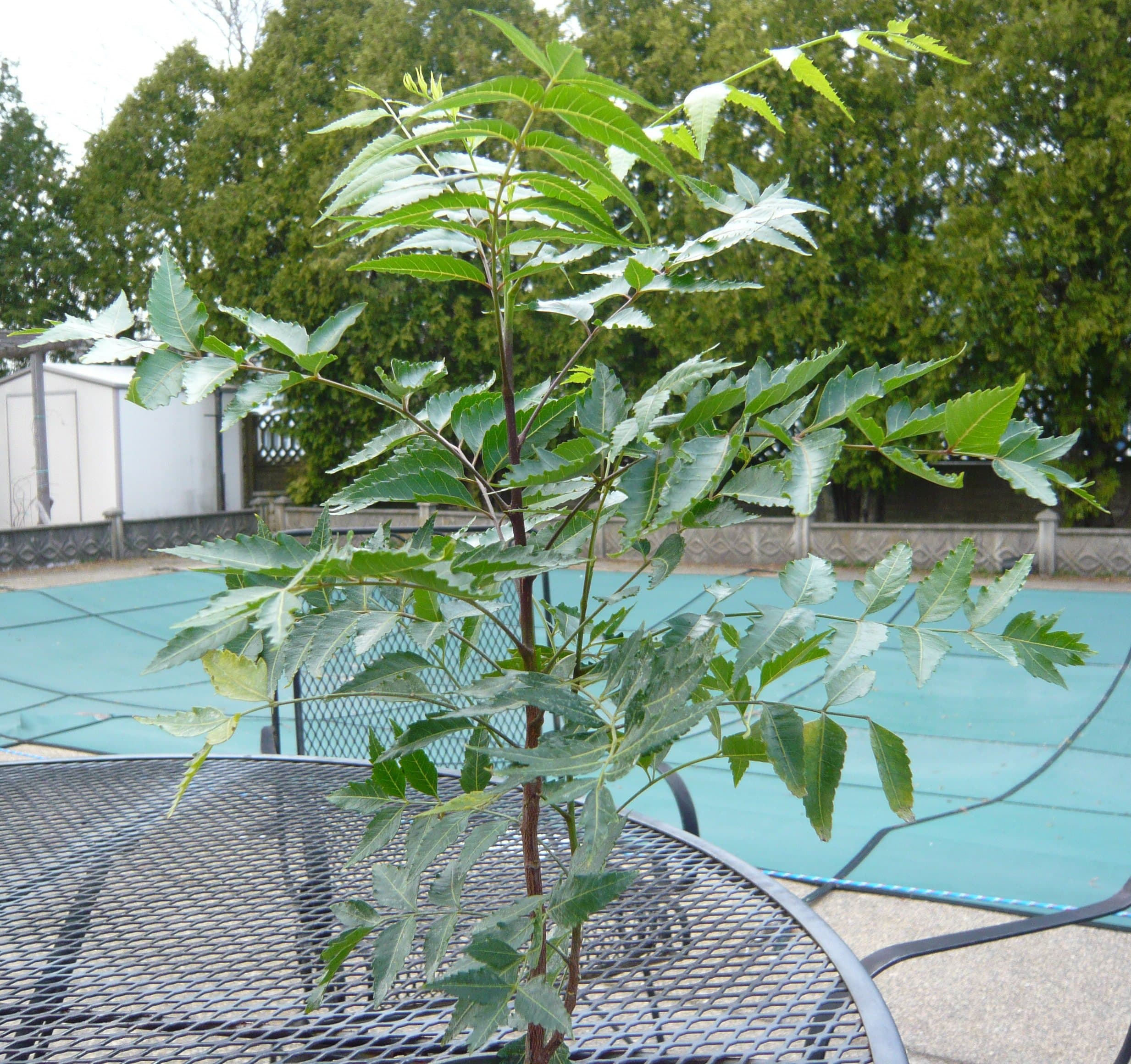 Neem Tree (Thai Sadao) -Azadirachta Indica